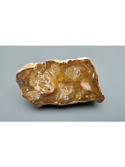 Zkamenělé dřevo "Araukarit" 8,7cm – Madagaskar