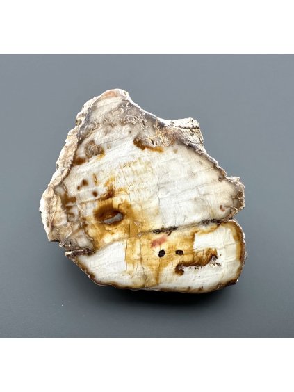 Versteinertes Holz "Araukarit" – Madagaskar
