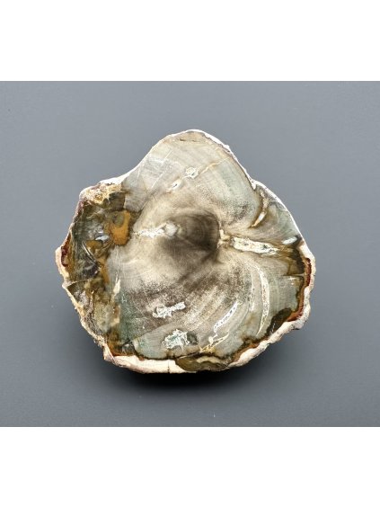 Versteinertes Holz "Araukarit" – Madagaskar