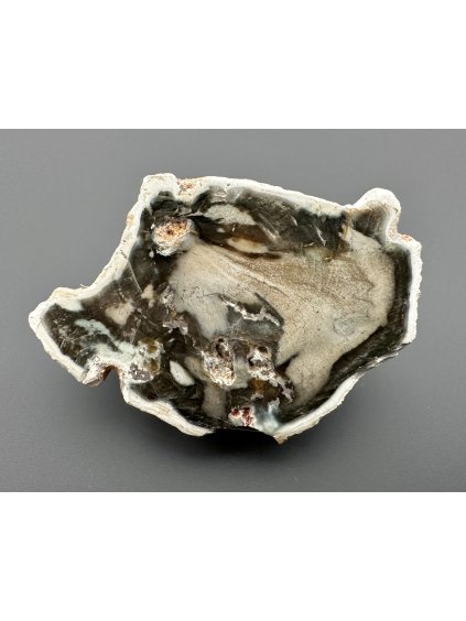 Petrified wood "Araucarite" – Madagascar
