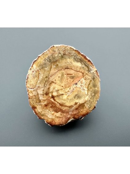 Zkamenělé dřevo "Araukarit" 4,2cm – Madagaskar