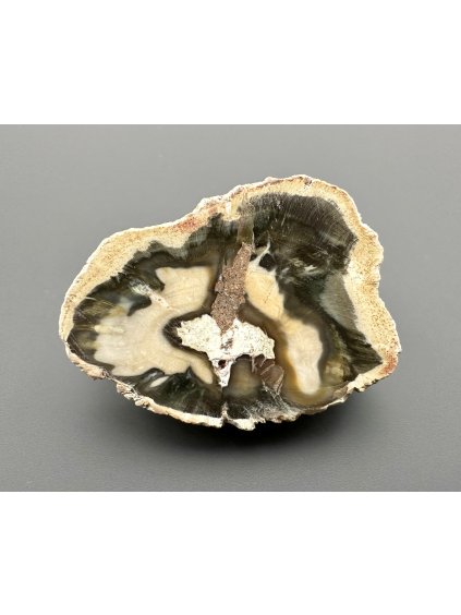 Petrified wood "Araucarite" – Madagascar