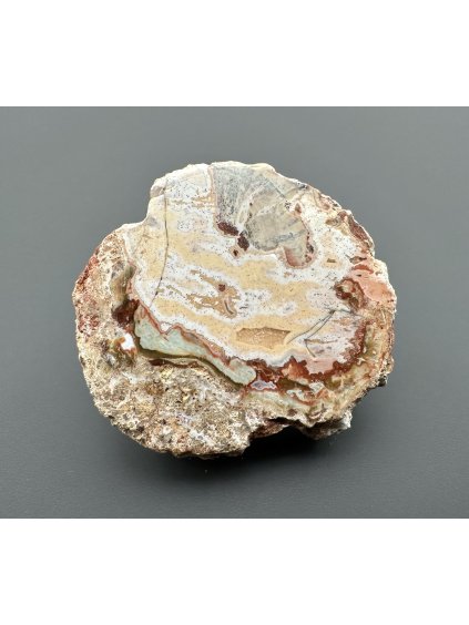 Petrified wood "Araucarite" – Madagascar