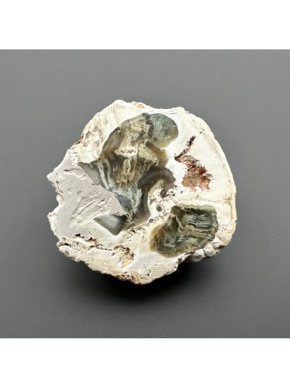 Zkamenělé dřevo "Araukarit" 3,9cm – Madagaskar