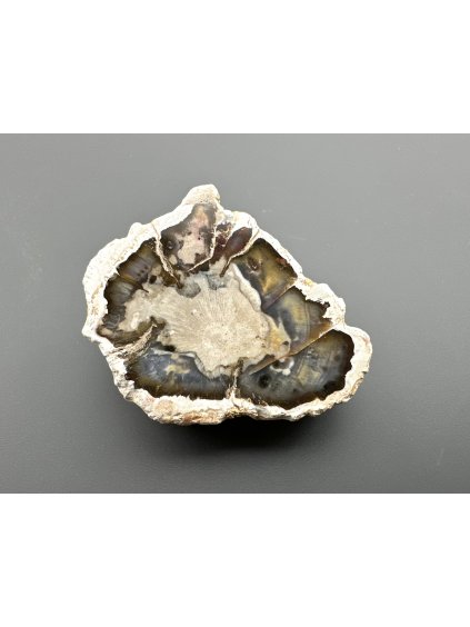 Petrified wood "Araucarite" – Madagascar