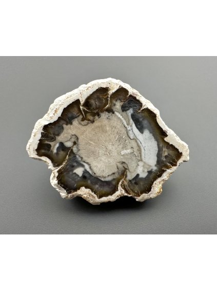 Petrified wood "Araucarite" – Madagascar