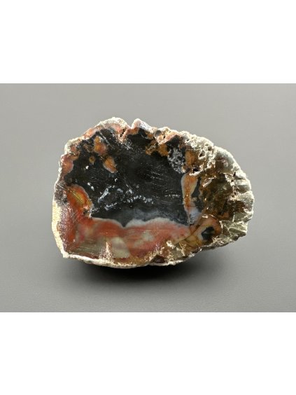 Petrified wood "Araucarite" – Madagascar