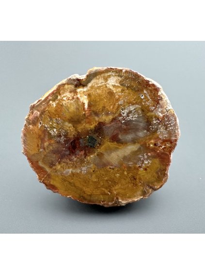 Versteinertes Holz "Araukarit" – Madagaskar
