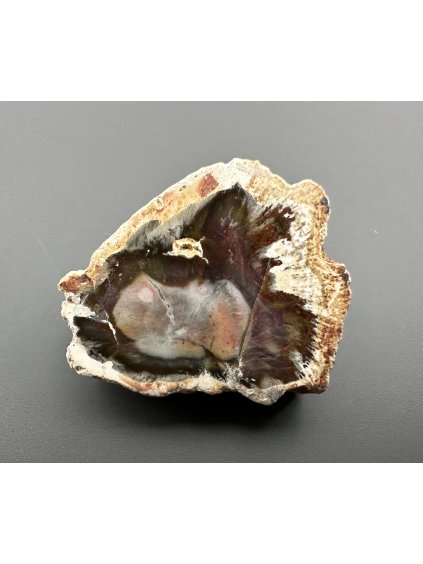 Zkamenělé dřevo "Araukarit" 3cm – Madagaskar