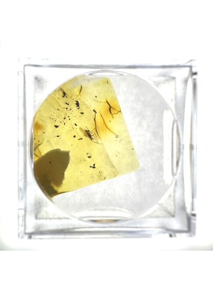 Insekten in Bernstein in einer Schachtel mit Vergrößerungsglas – Litauen