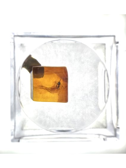 Insects in amber in a box with magnifying glass – Lithuania