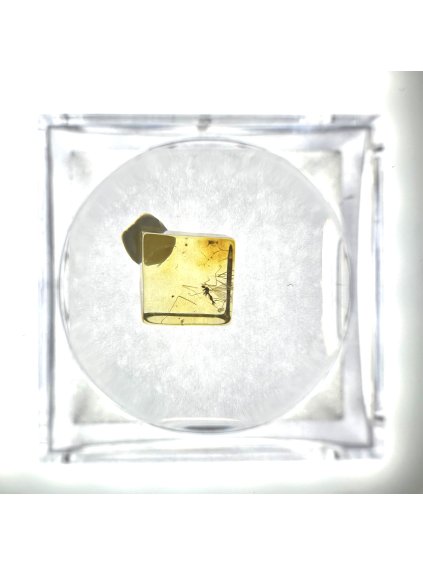 Insects in amber in a box with magnifying glass – Lithuania