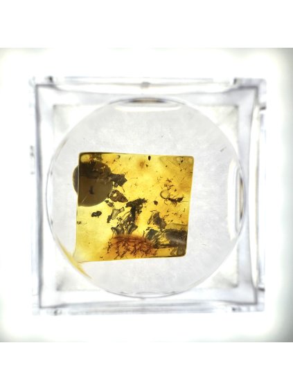Insects in amber in a box with magnifying glass – Lithuania