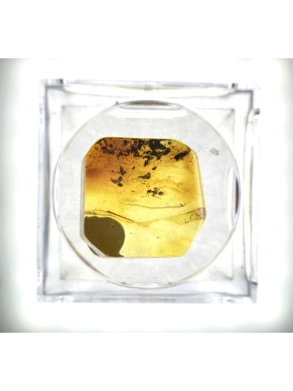 Insects in amber in a box with magnifying glass – Lithuania
