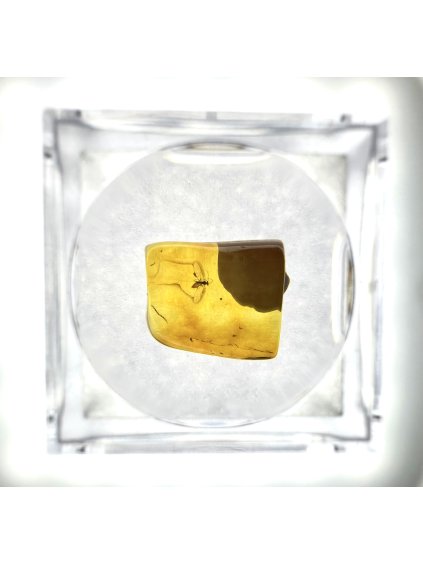 Insects in amber in a box with magnifying glass – Lithuania
