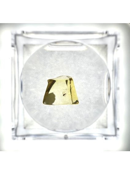 Insects in amber in a box with magnifying glass – Lithuania