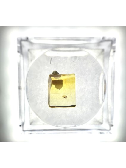 Insects in amber in a box with magnifying glass – Lithuania