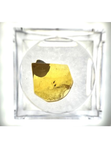 Insects in amber in a box with magnifying glass – Lithuania