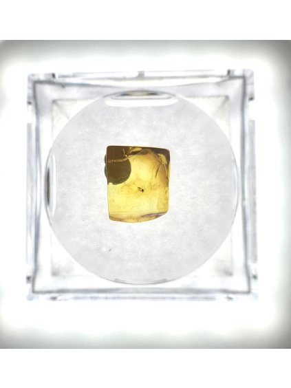 Insects in amber in a box with magnifying glass – Lithuania