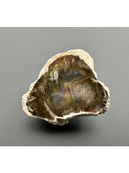 Zkamenělé dřevo "Araukarit" 3cm – Madagaskar