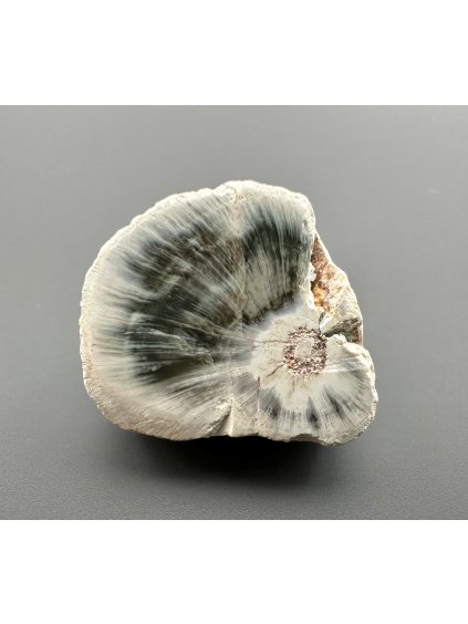 Versteinertes Holz "Araukarit" – Madagaskar