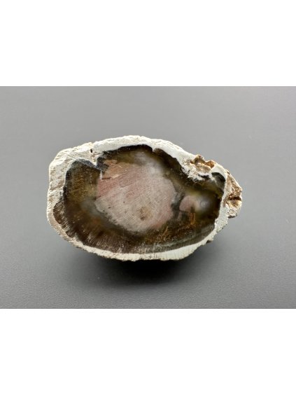 Versteinertes Holz "Araukarit" – Madagaskar