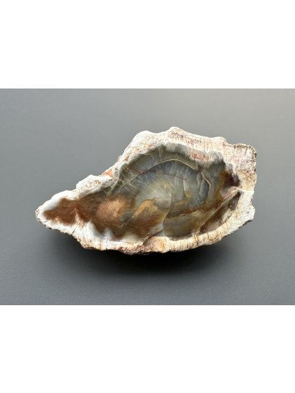 Zkamenělé dřevo "Araukarit" – Madagaskar