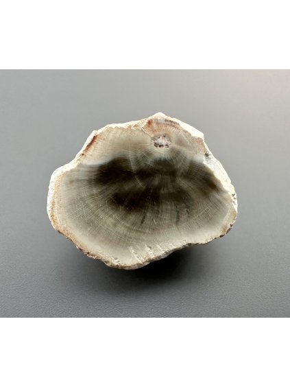 Zkamenělé dřevo "Araukarit" – Madagaskar