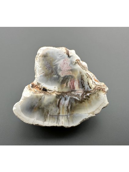 Zkamenělé dřevo "Araukarit" 3cm – Madagaskar