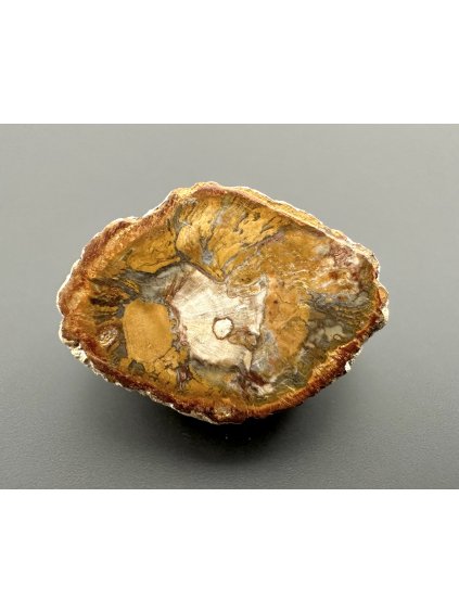 Zkamenělé dřevo "Araukarit" 3cm – Madagaskar