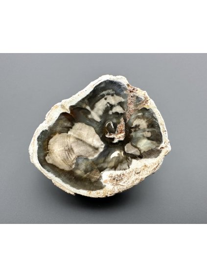 Versteinertes Holz "Araukarit" 5,2cm – Madagaskar