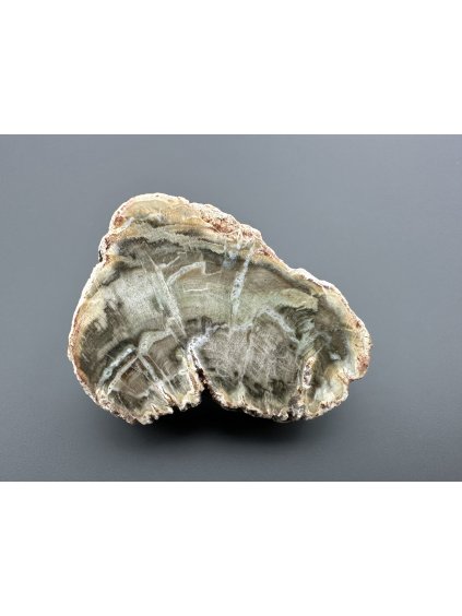 Versteinertes Holz "Araukarit" – Madagaskar