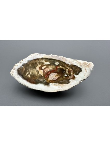Versteinertes Holz "Araukarit" – Madagaskar