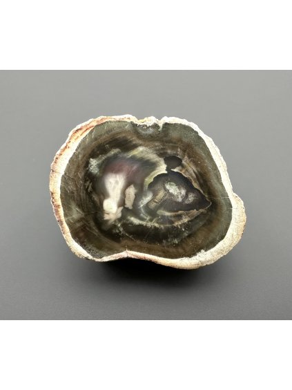Versteinertes Holz "Araukarit" – Madagaskar