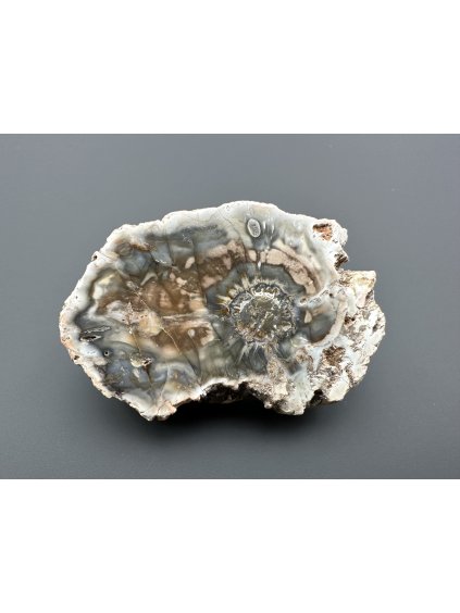 Zkamenělé dřevo "Araukarit" 6,4cm – Madagaskar