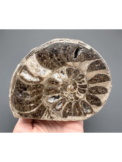 Amonit 12cm – Maroko
