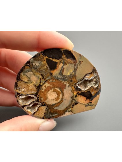 Amonit 5,8cm – Maroko