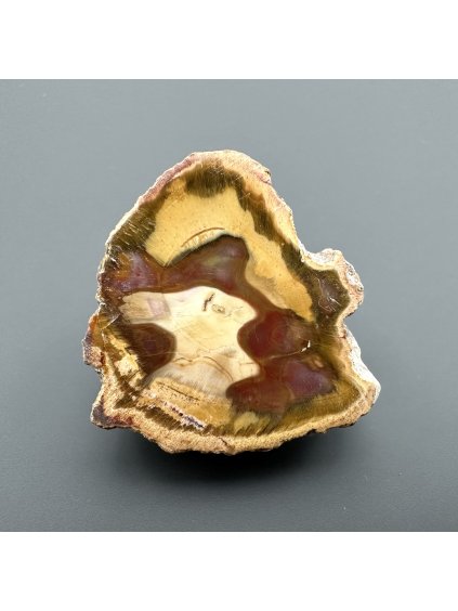 Versteinertes Holz "Araukarit" – Madagaskar