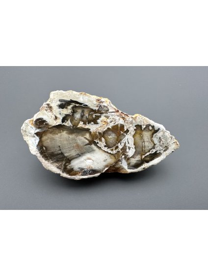 Zkamenělé dřevo "Araukarit" 6,2cm – Madagaskar