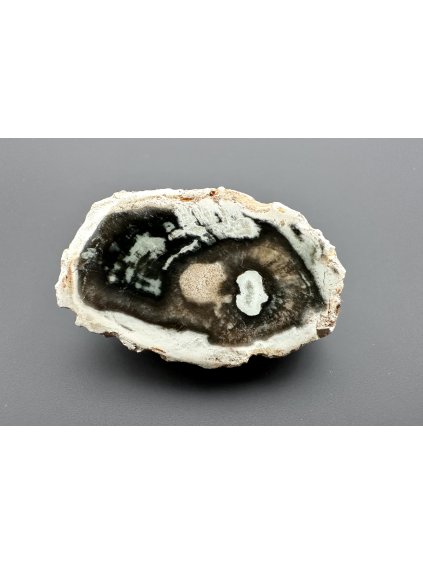 Versteinertes Holz "Araukarit" – Madagaskar