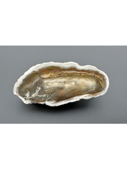 Versteinertes Holz "Araukarit" – Madagaskar