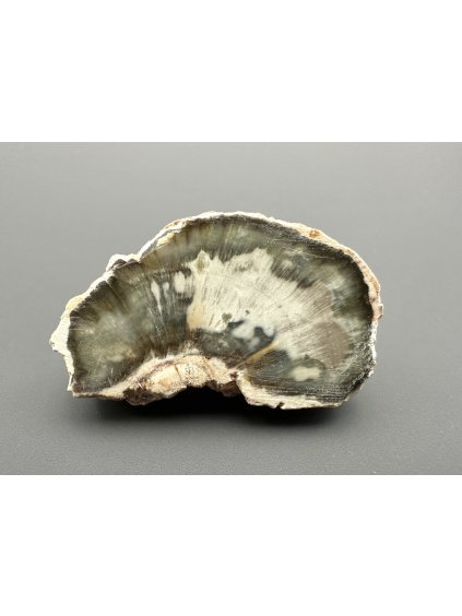 Zkamenělé dřevo "Araukarit" 3,5cm – Madagaskar