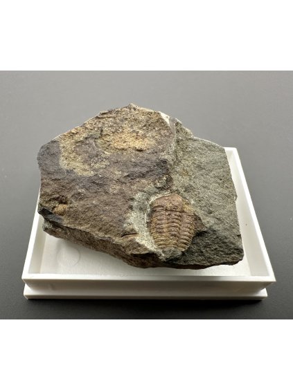 Trilobit Ellipsocephalus hoffi – Jince, CZ