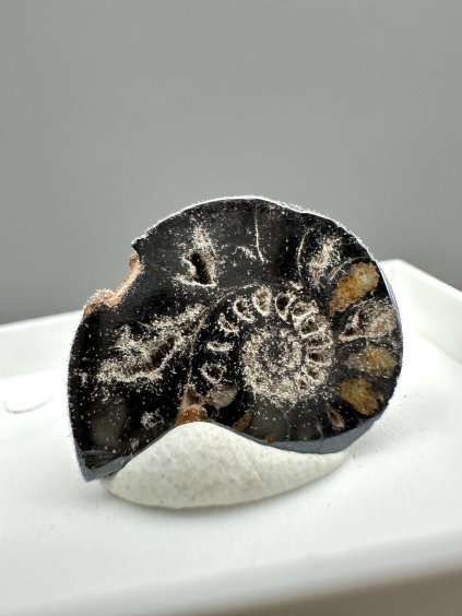 Ammonite – Morocco