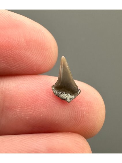 Fossiler Haifischzahn – Upohlavy, CZ