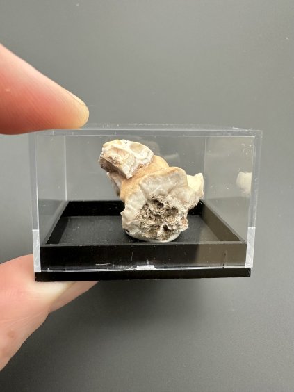 Aragonite variety Hrachovec – Karlovy Vary, CZ
