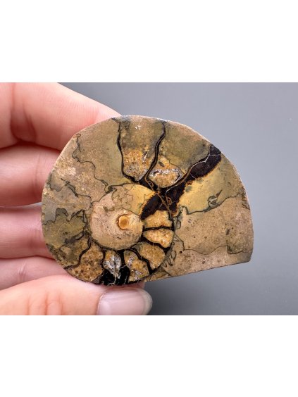 Ammonite – Morocco