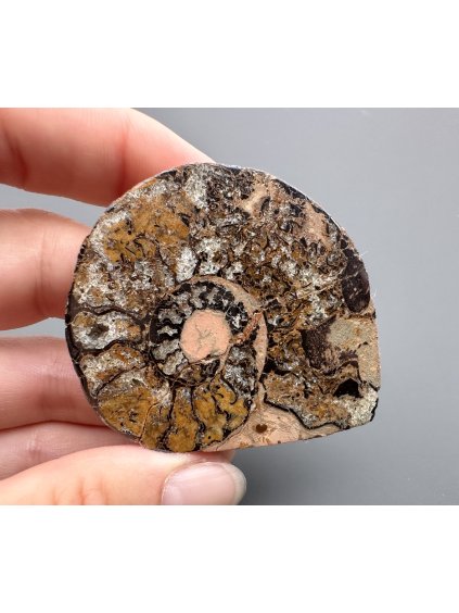 Amonit 5,3cm – Maroko