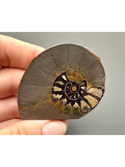 Amonit 5,1cm – Maroko