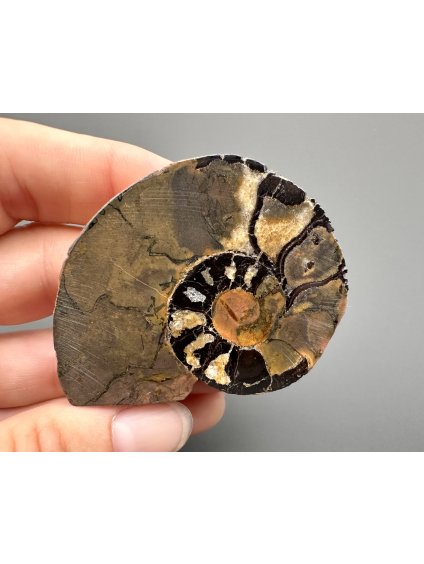 Amonit 5,6cm – Maroko